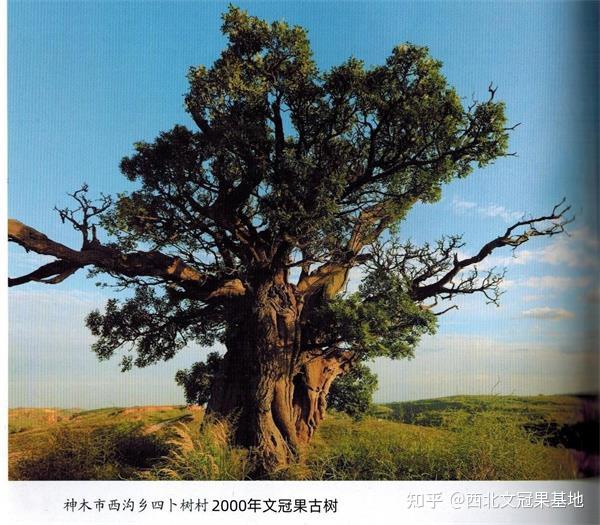 升官发财状元树文冠果 - 知乎