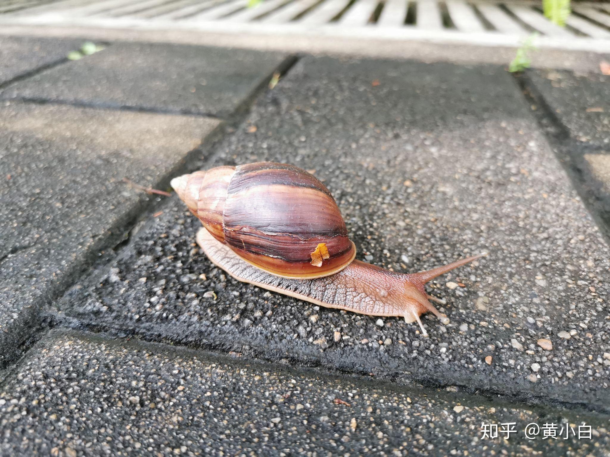 请问这个是什么蜗牛,有没有毒,我在车库捡的,喂它吃什么?