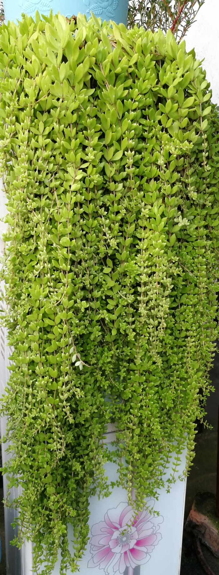 普通而又意义非凡的植物垂盆草