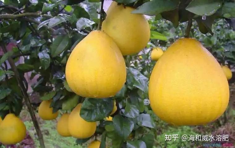 进口水溶肥,吕总为何只选它? - 知乎