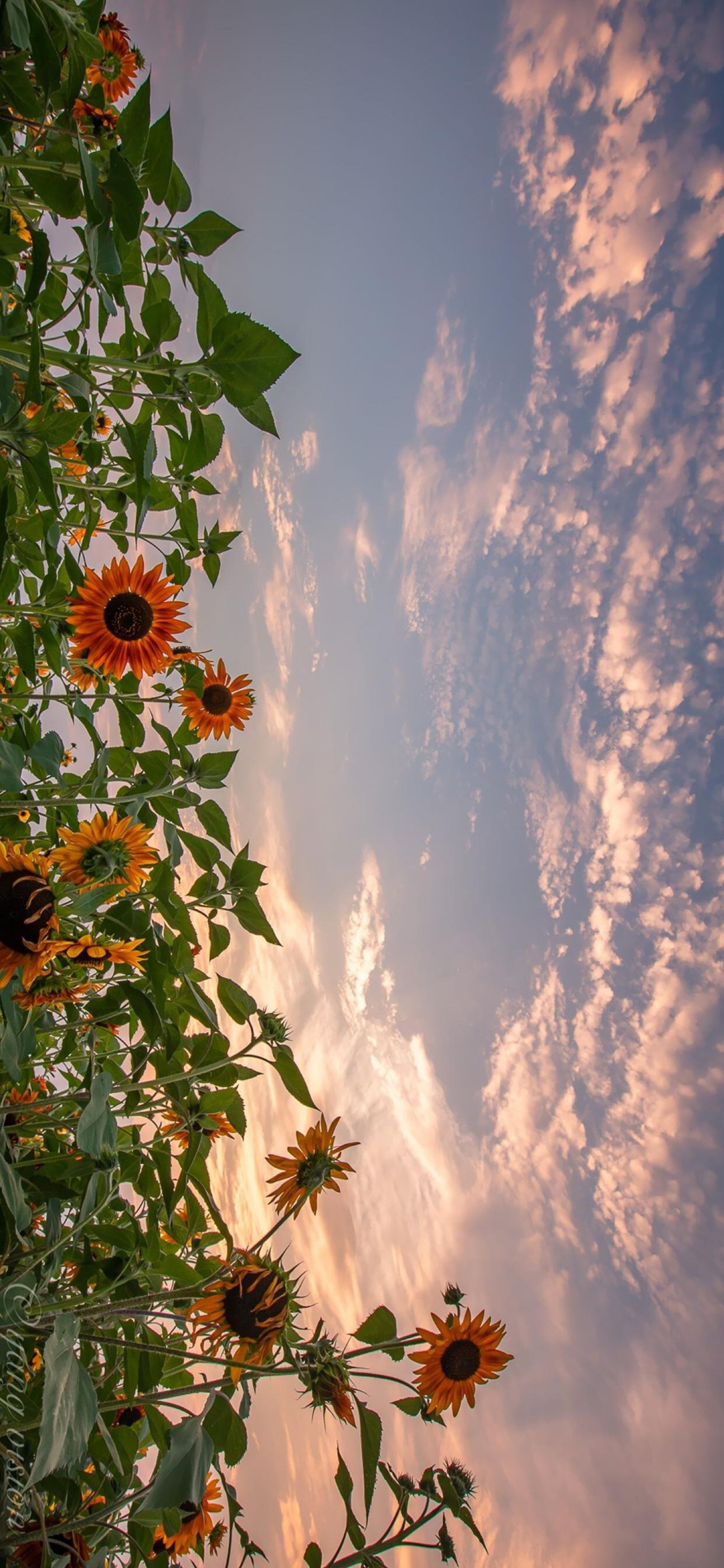 有没有都是向日葵的壁纸呢让人看了心情超好的