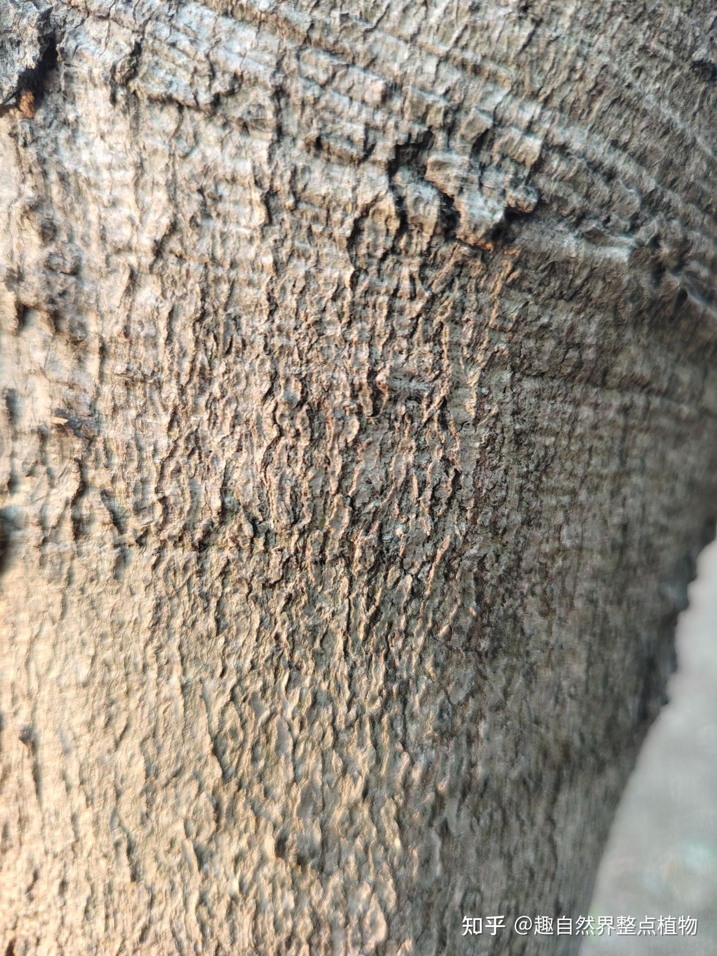 全缘叶栾树与无患子（树皮，树叶，果）形态的细节比对 - 知乎