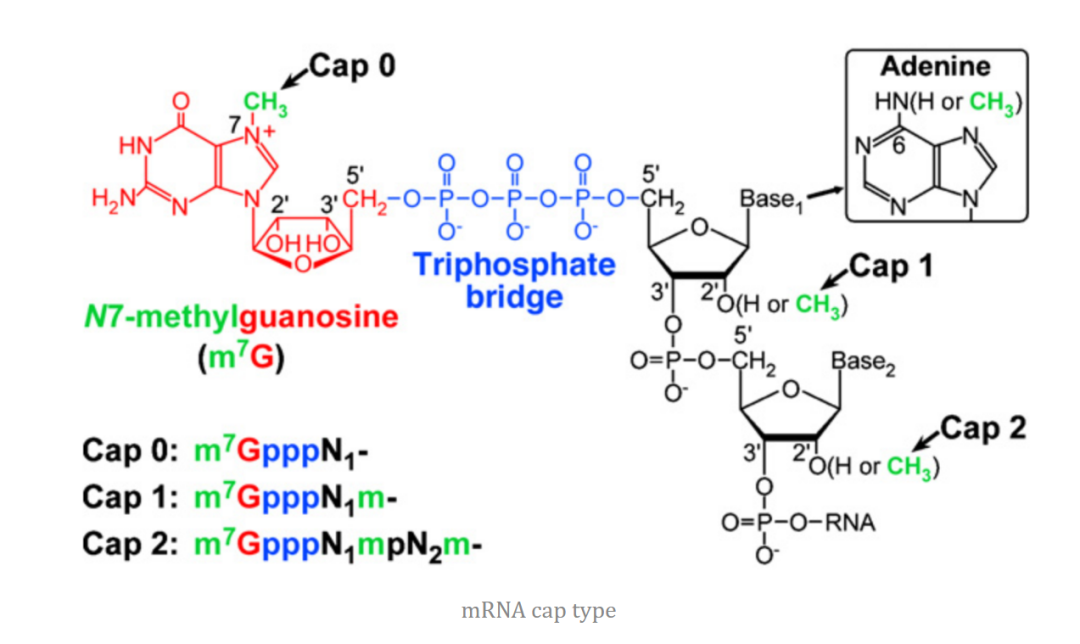 真核生物的mrna结构特点有哪些? - 知乎