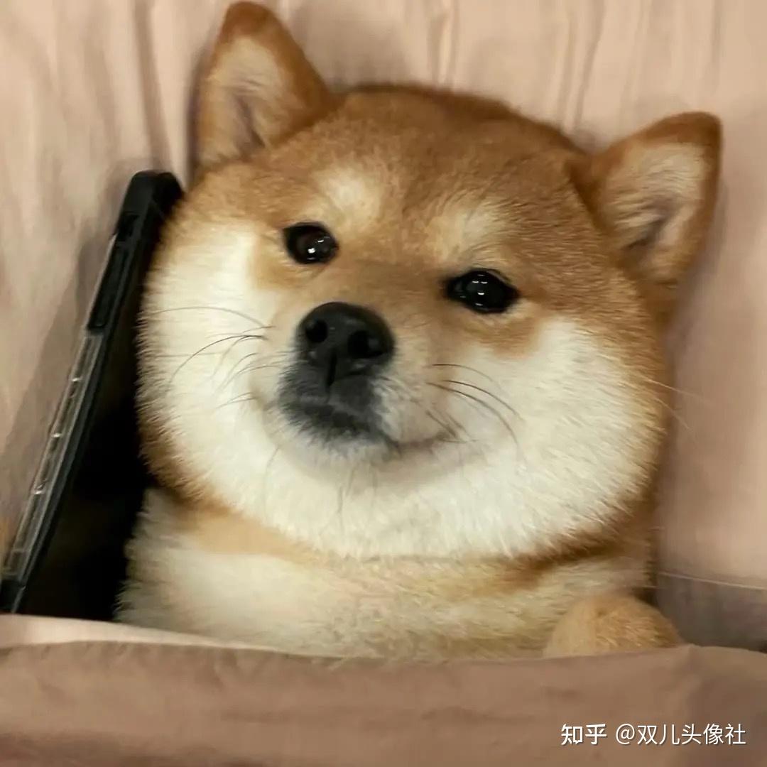 有哪些有关狗狗的微信头像?
