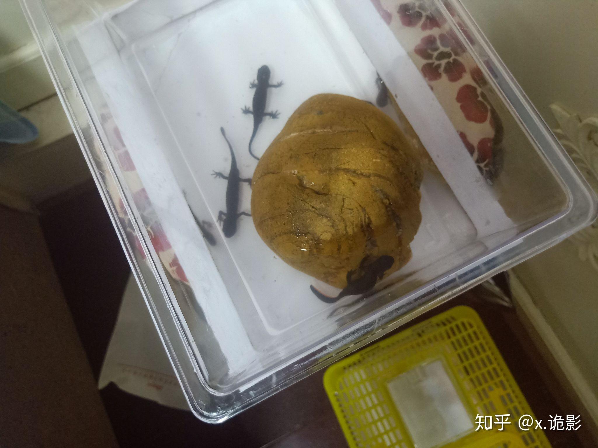 有人吃过面包虫(虫子)吗?