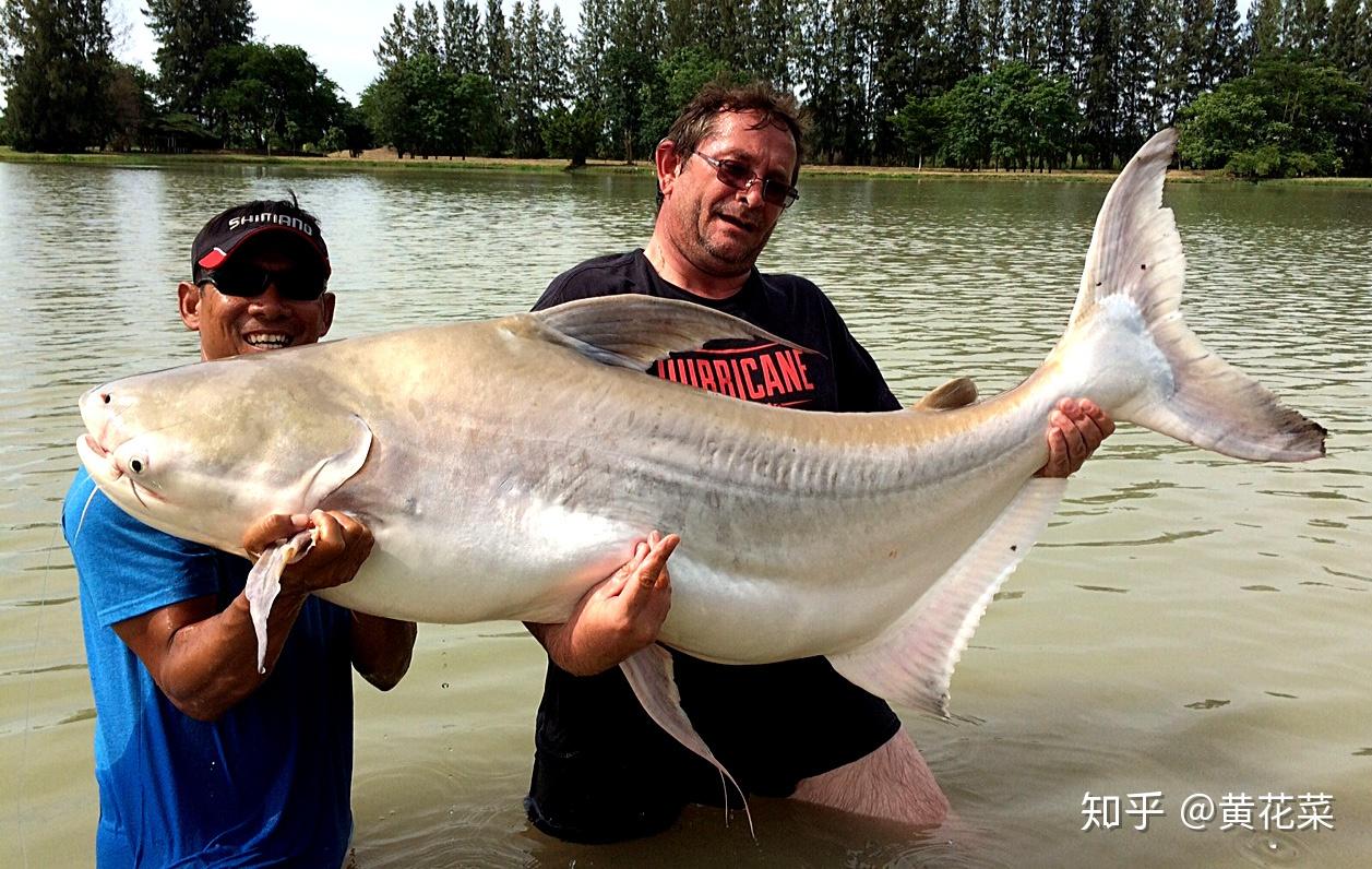 中国有没有类似于湄公河巨鲶的鲶鱼品种