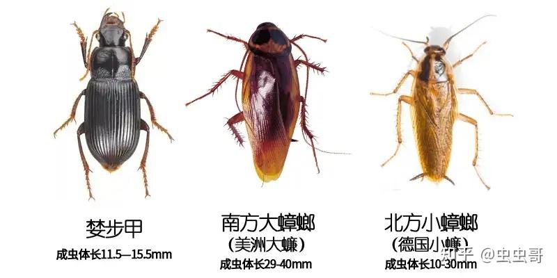 这个虫是不是蟑螂?