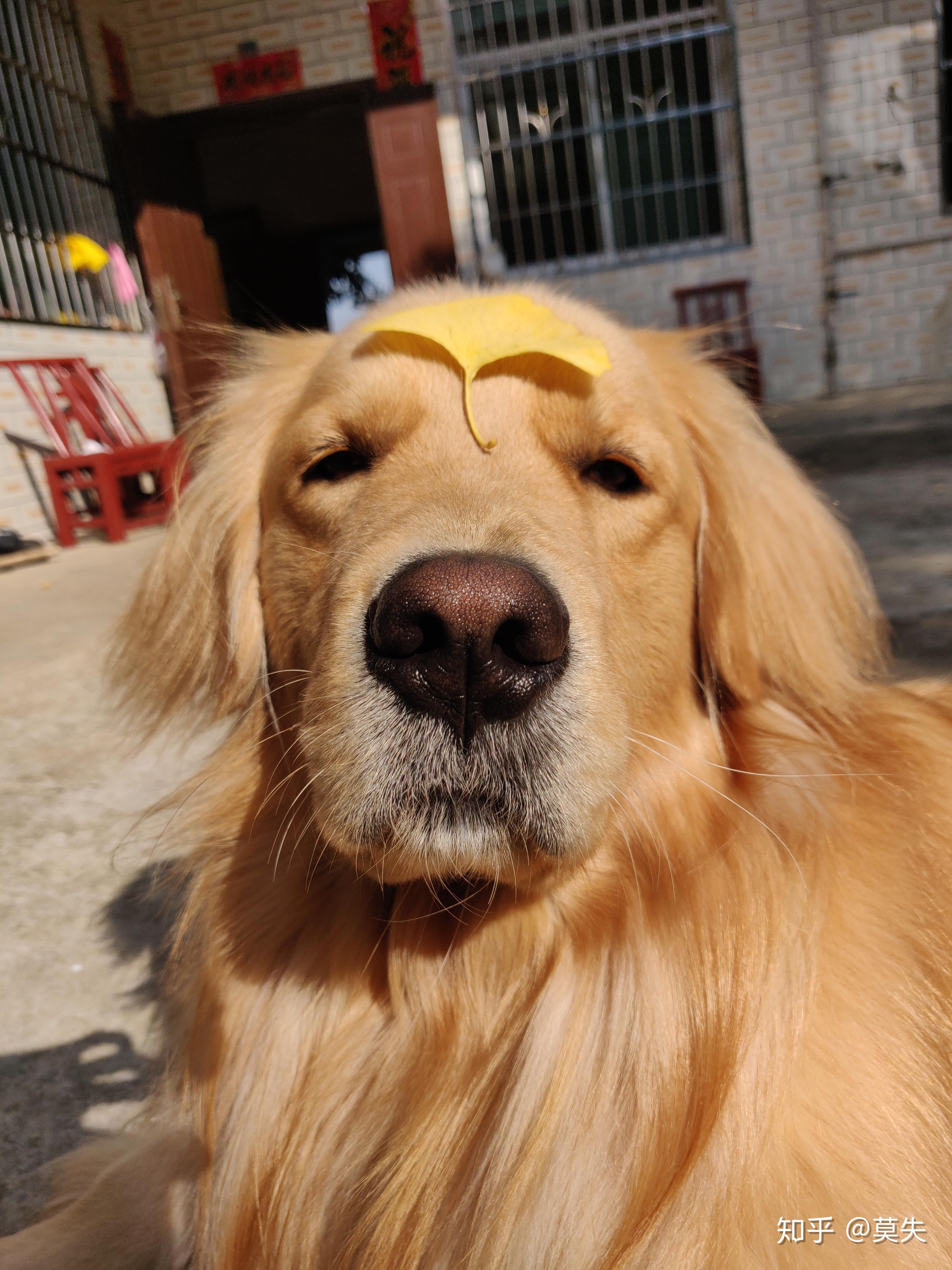 你的宠物毛发有多好怎么养出毛发漂亮的宠物