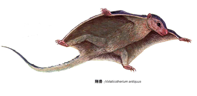 大型哺乳动物是否都分布在陆地和海洋而非分布在天空为什么