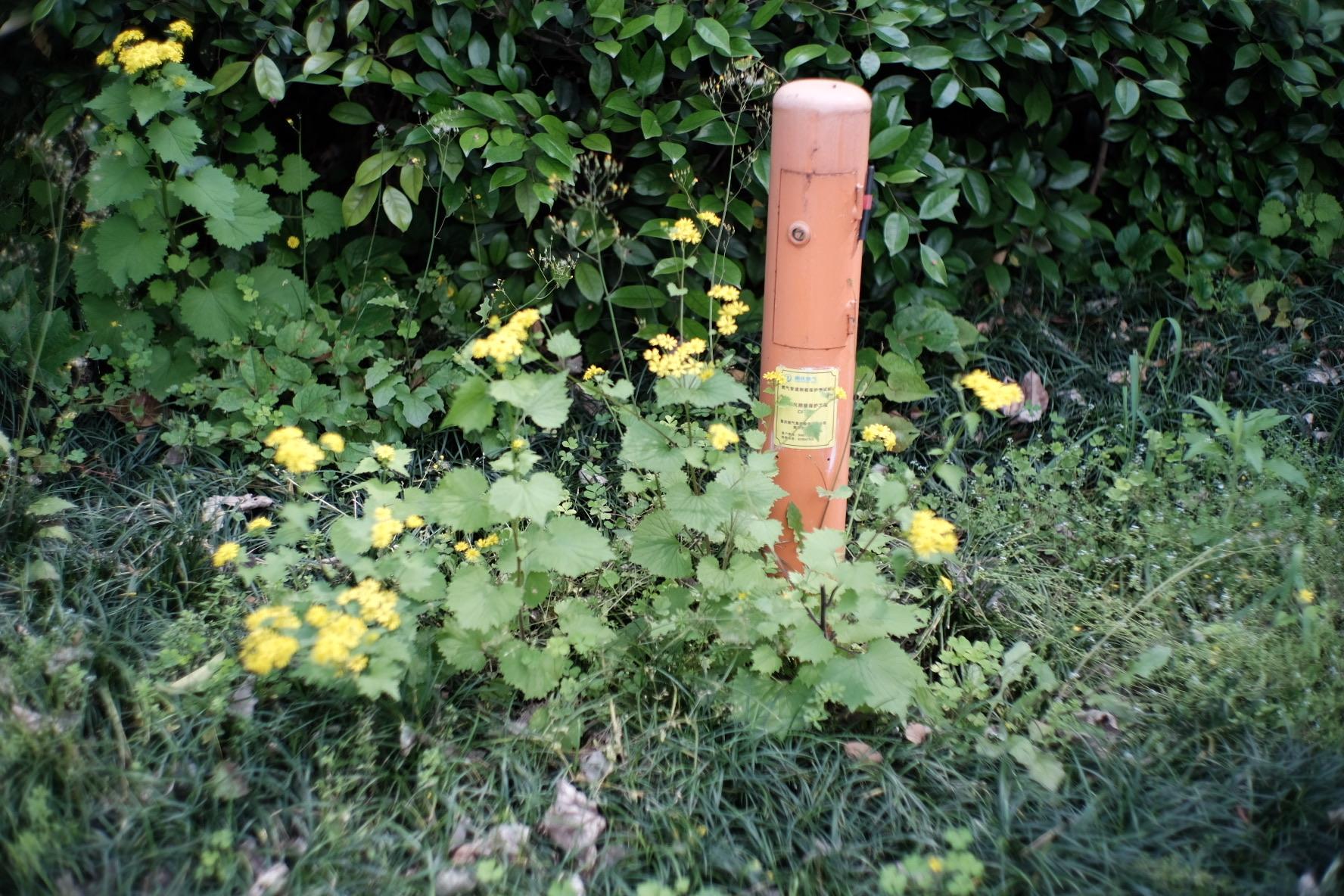 残幅有什么推荐的镜头吗