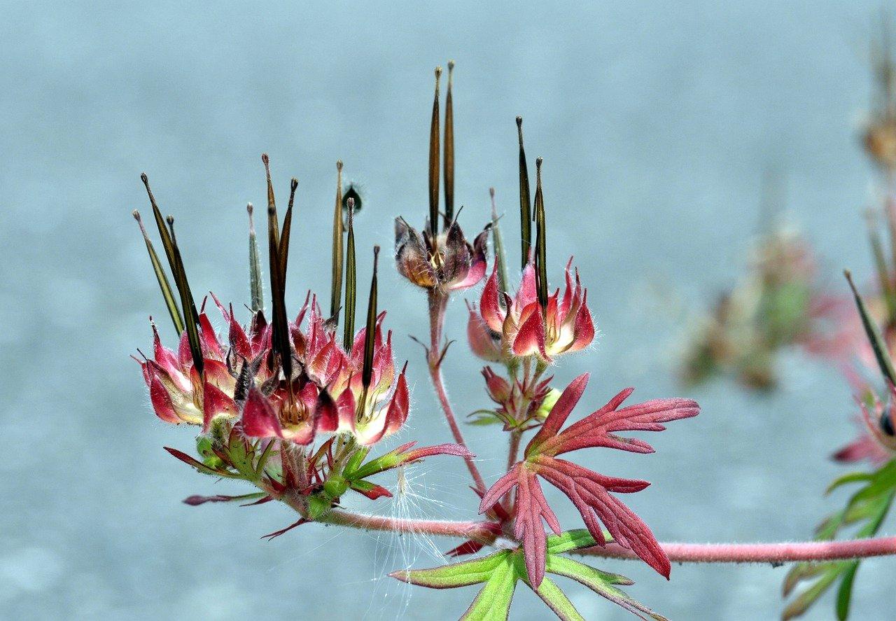 1. 最佳种植季节