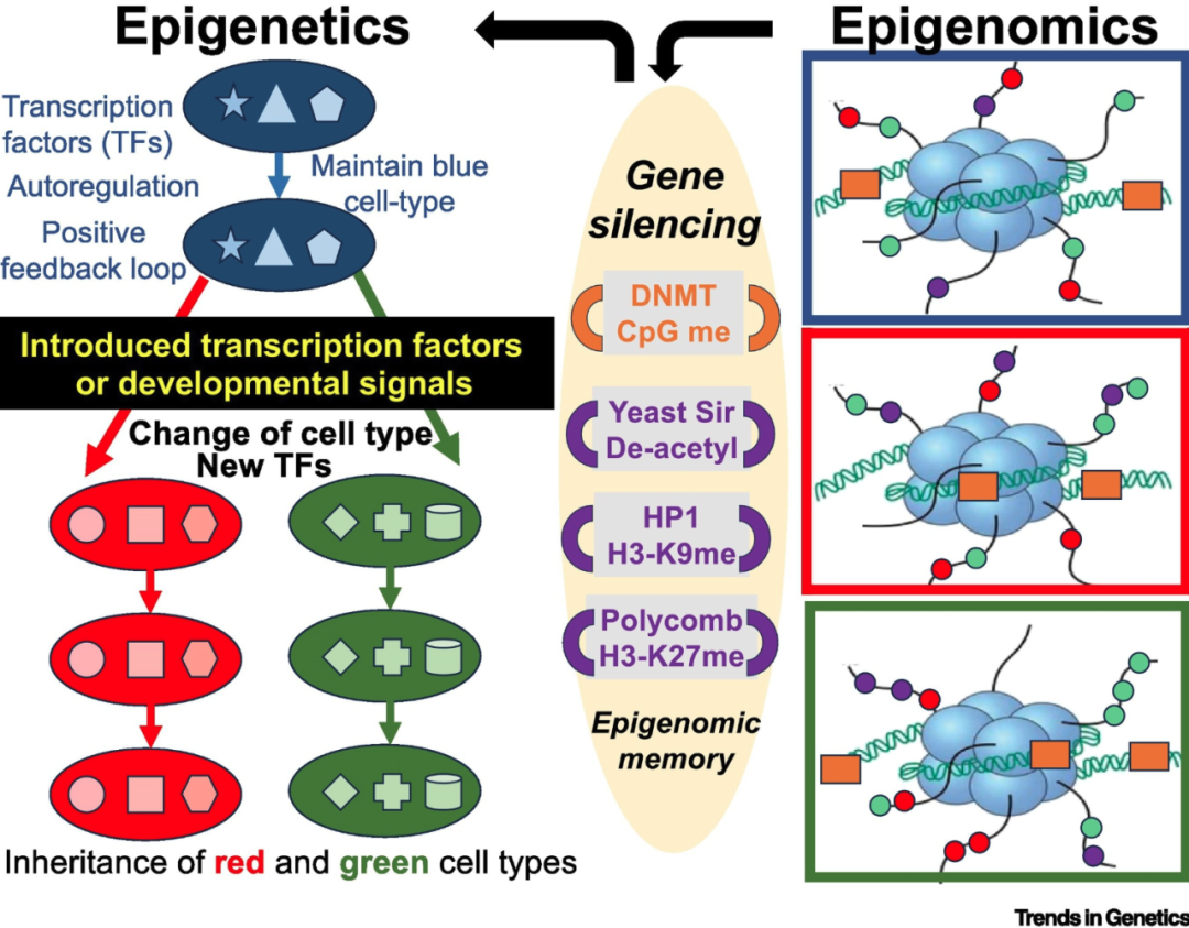Epigentic Reprogrammming Cell子刊丨鉴别Epigenetics和Epigenomics - 知乎