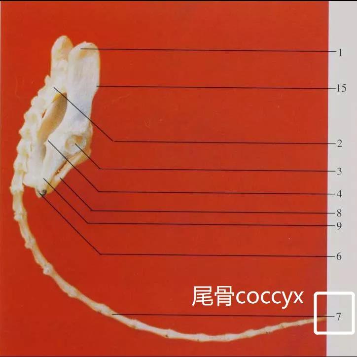 如何读懂猫的尾语?为什么不能拽猫尾巴?关于猫尾巴的那些事儿,一次说透彻! - 知乎