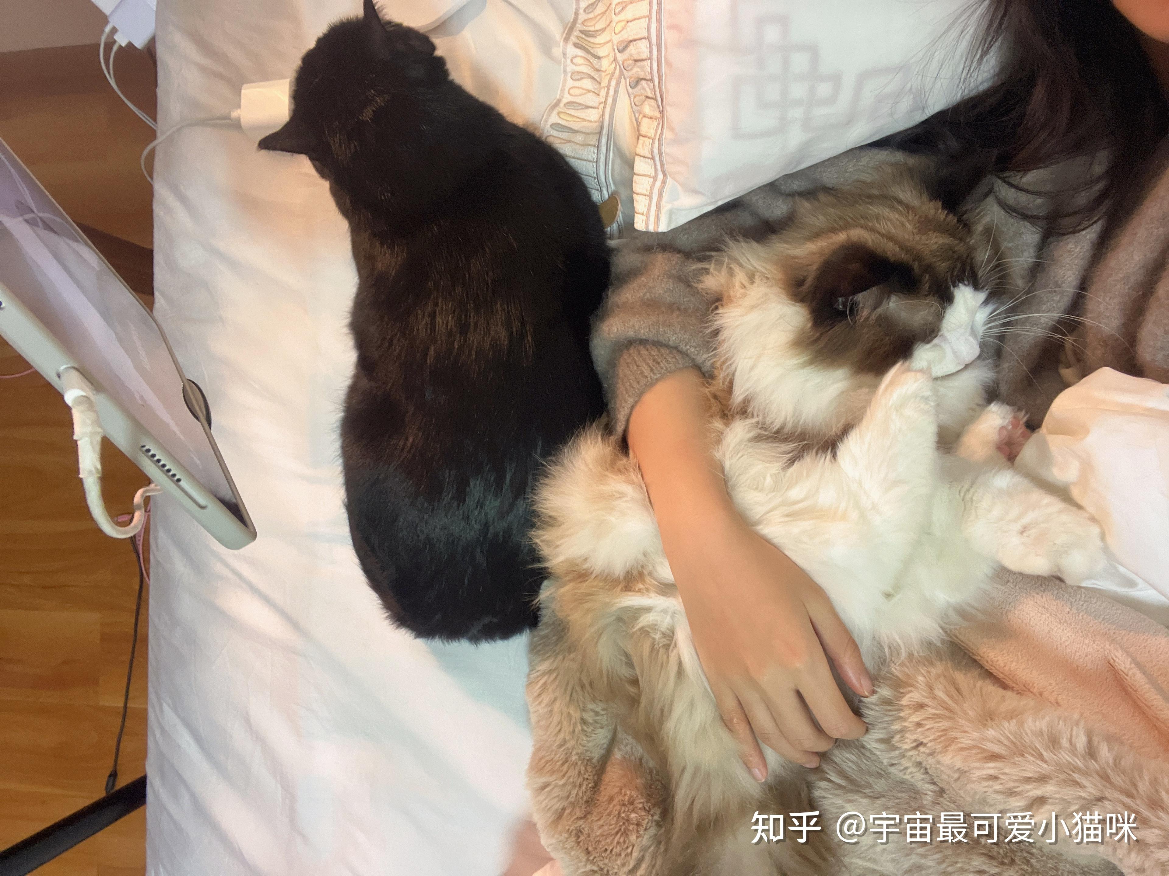 小呀小猫咪知乎宋岱岩图片