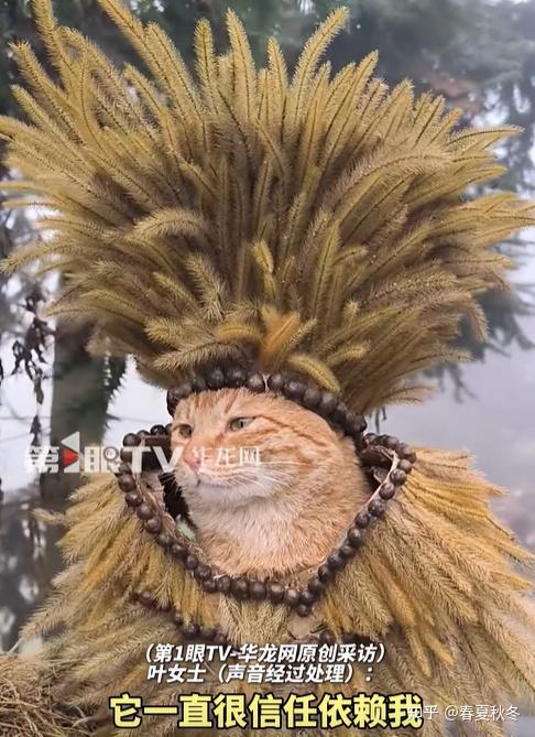 猫咪配合主人打扮 乖得像假猫 羡慕这种神仙小猫! - 知乎