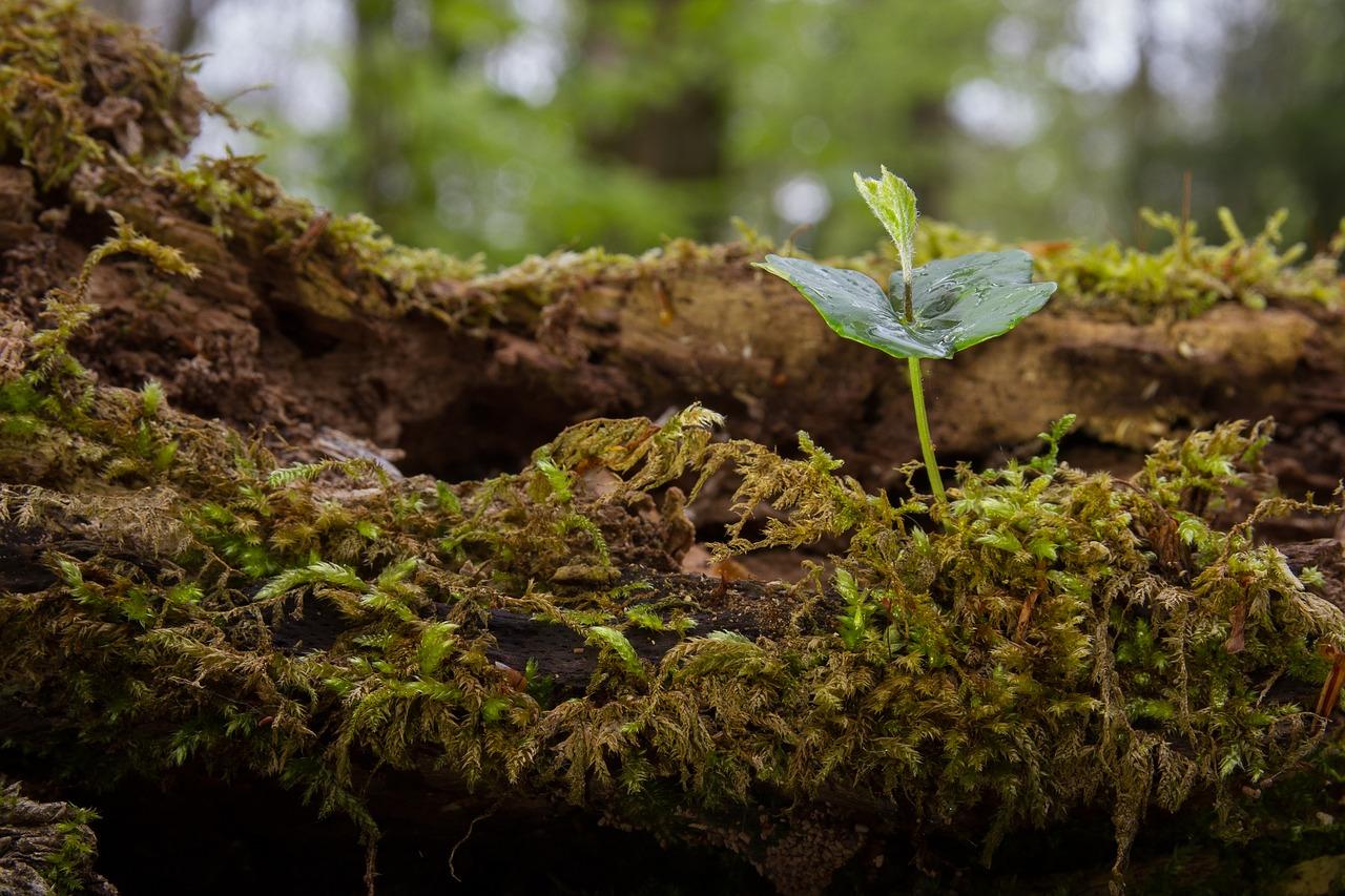如何培育凤仙幼苗