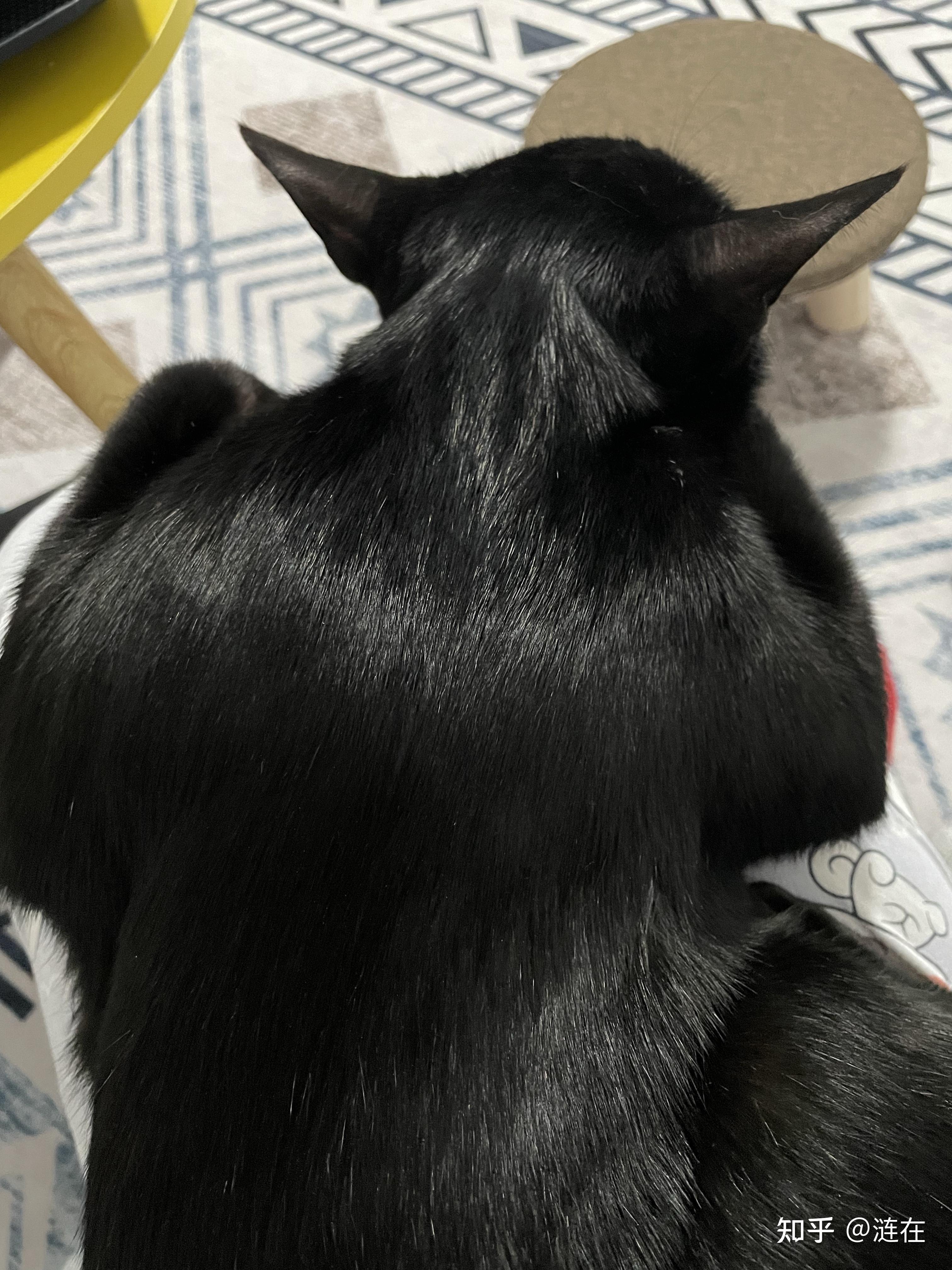 有纯黑色的暹罗猫吗? 