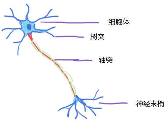 轴突末梢图片