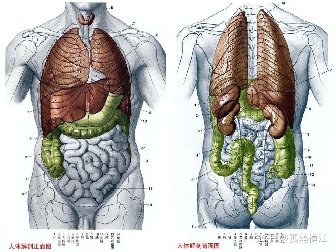 人体躯干器官分布图图片