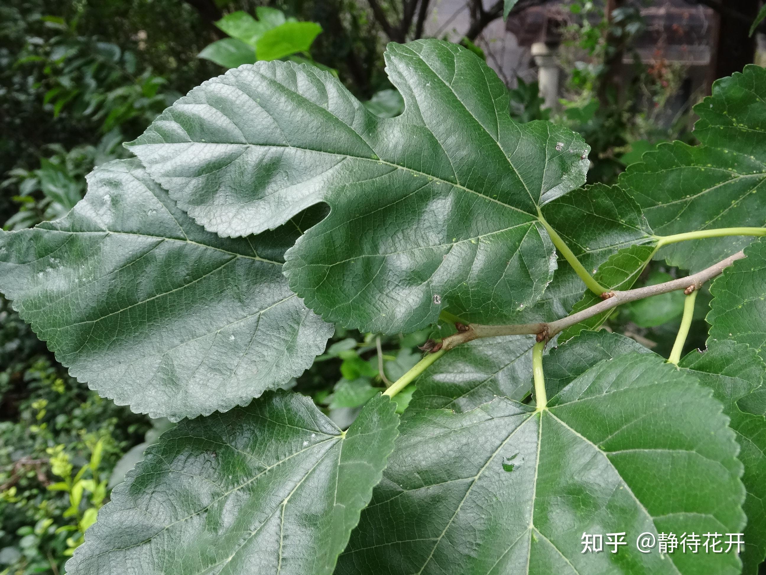 如何辨认桑树，比如片特征，形态特点之类的？ - 知乎