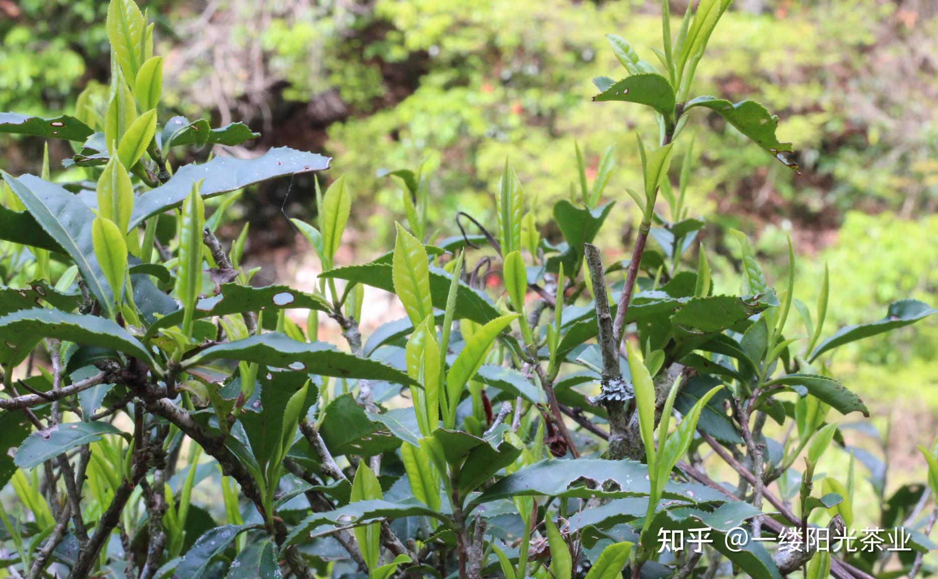 金骏眉茶树图片大全图片