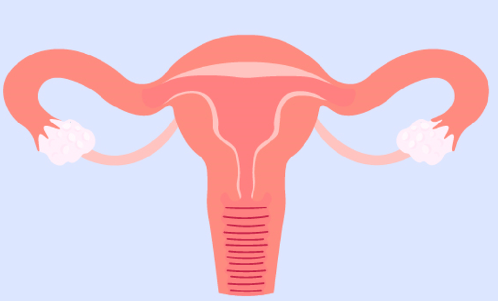 子宫——女性健康一生的密码 - 知乎