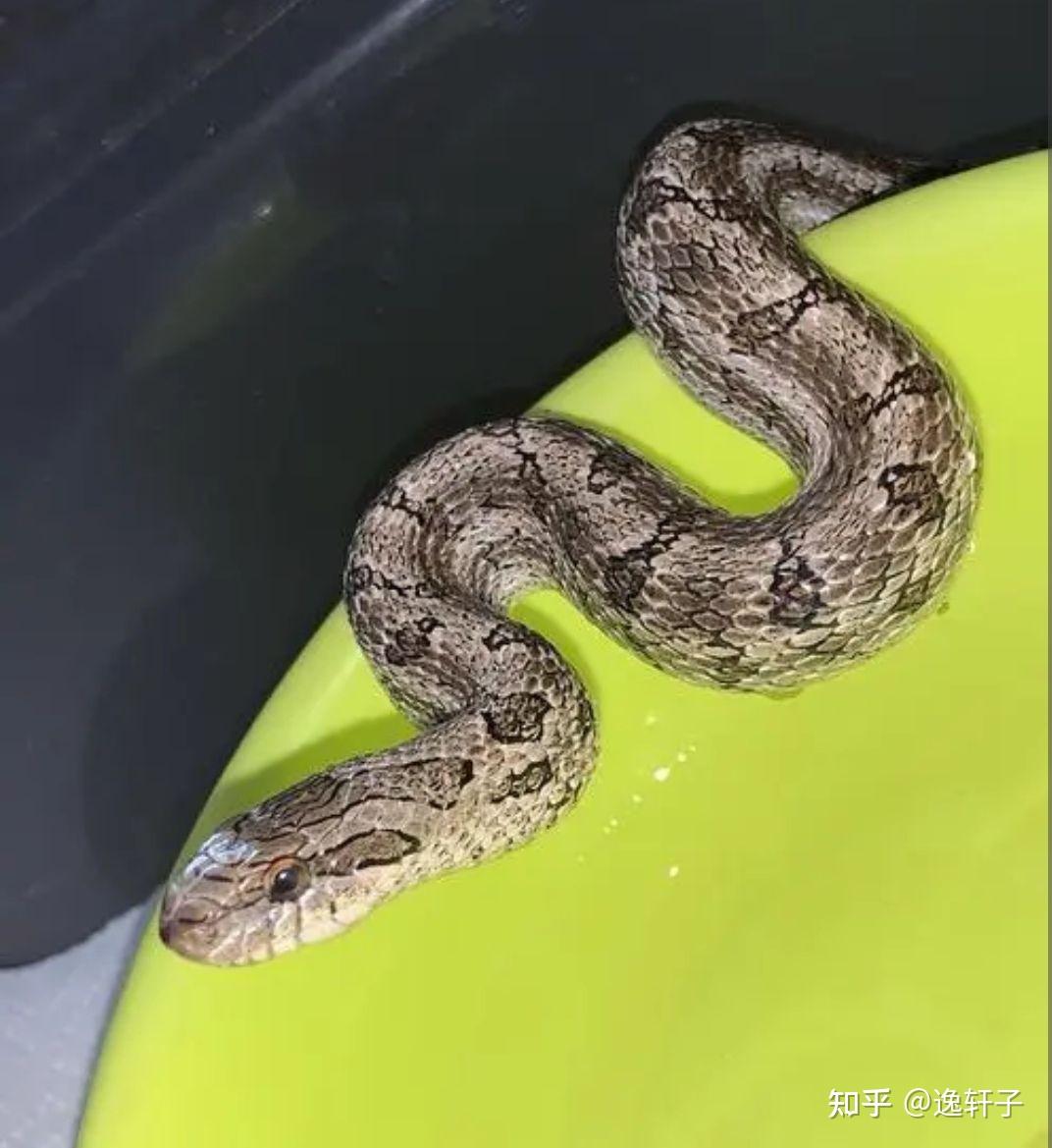 坐标湖北蕲春,请问这是什么蛇? - 知乎