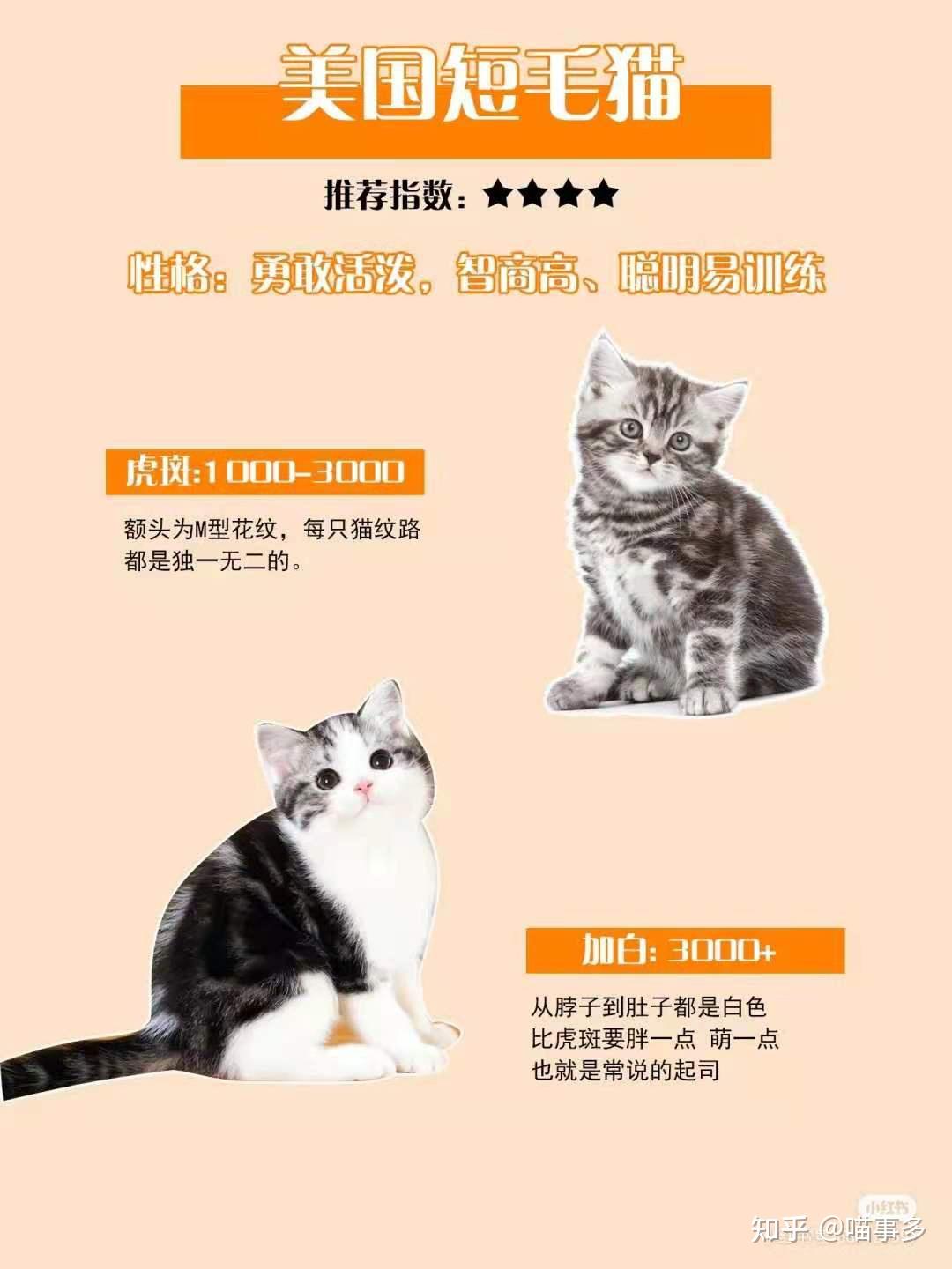 全品种猫介绍大全 - 知乎