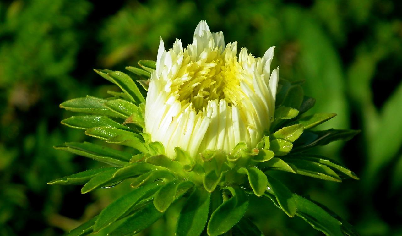 平面桃花怎么折