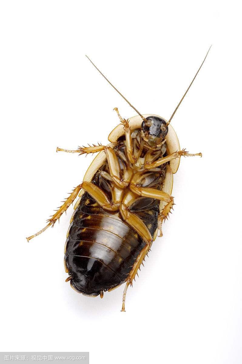 有哪些好看的蟑螂