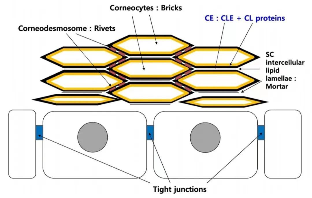 文献分享：皮肤屏障的老化与修复（第一部分） - 知乎