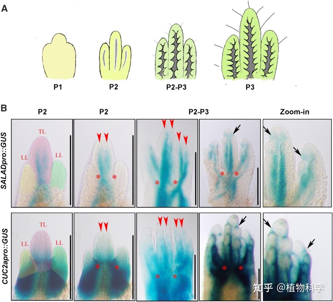 马里兰大学刘重持教授团队野生草莓叶型研究揭示叶片形态多样化形成机制 - 知乎