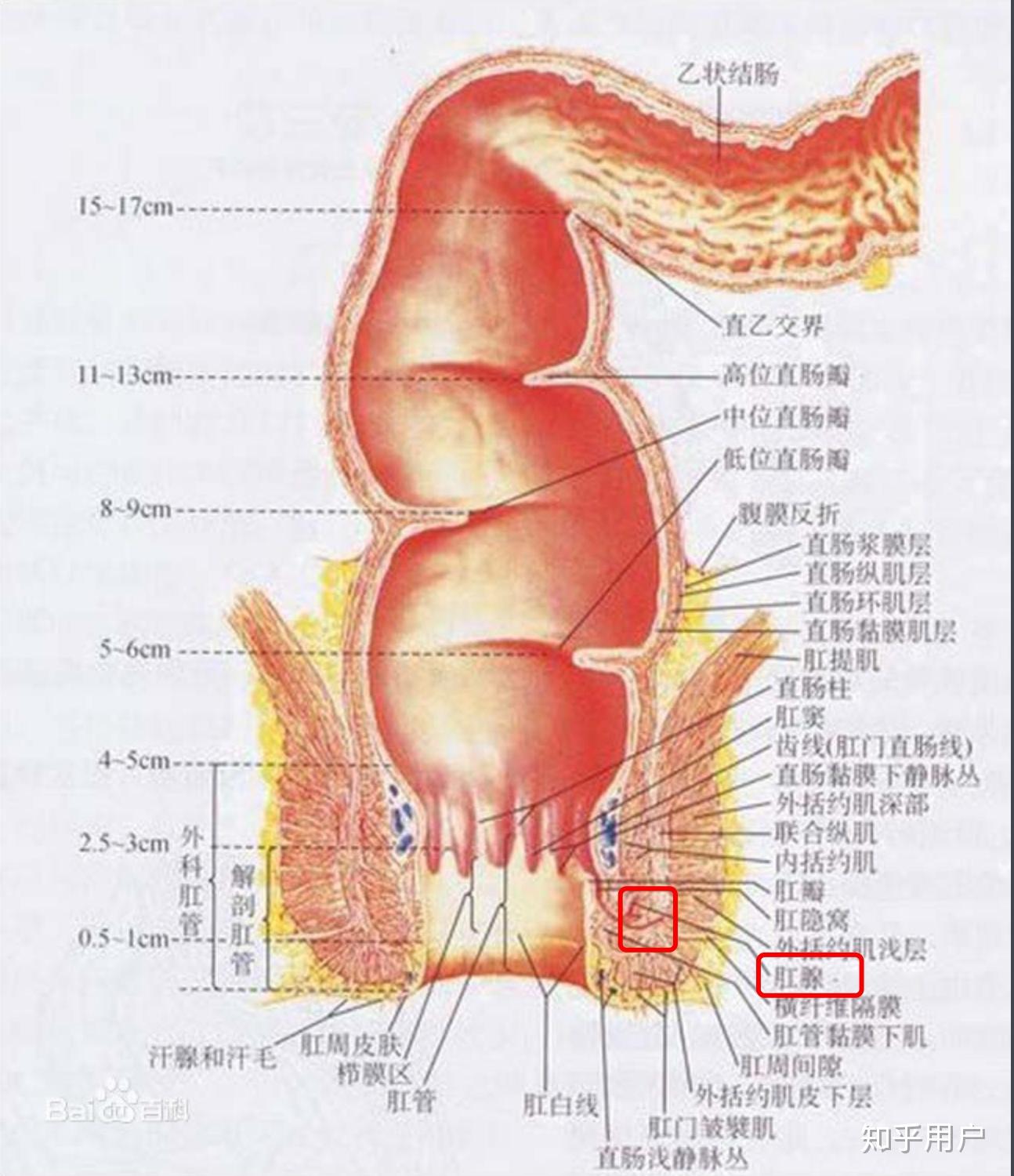 人类有肛门腺吗