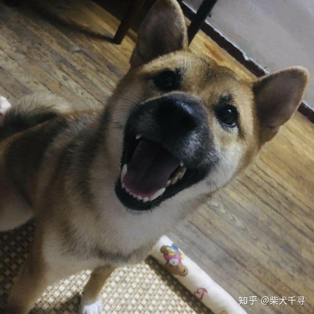 我家的柴犬一岁半了嘴巴黑毛还没退掉,会翻色吗?