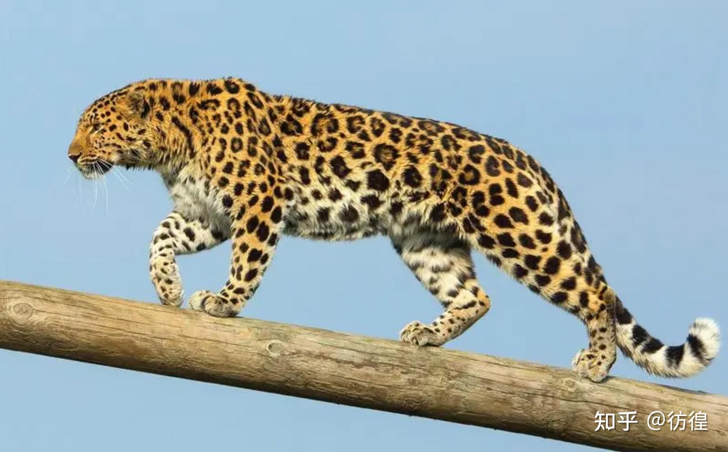 国际珍稀动物保护日,你知道哪些珍稀动物?