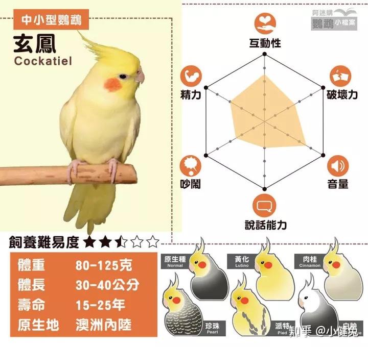 玄凤鹦鹉和其他的鹦鹉有什么不同之处和优点