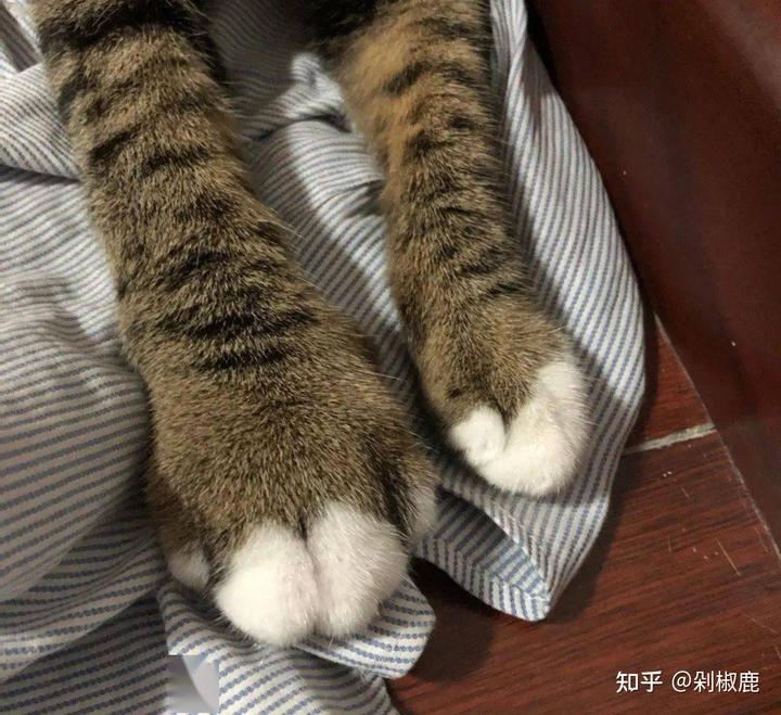 为什么猫咪总用「后脚」挠头，而不是用「前爪」挠头？