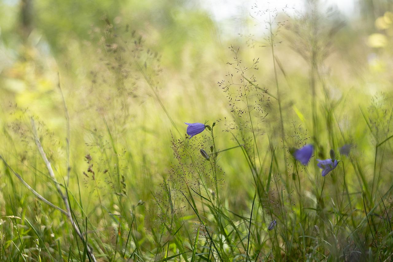 夏季凉爽城市榜