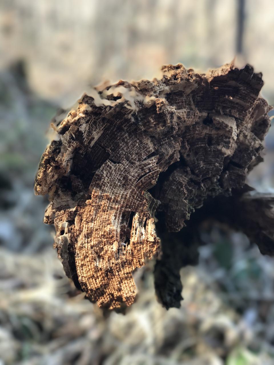 4. 根系修复方案