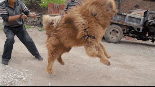 遇到恶犬咬人怎么办?别慌!打它这几个部位,一击就见效 - 知乎