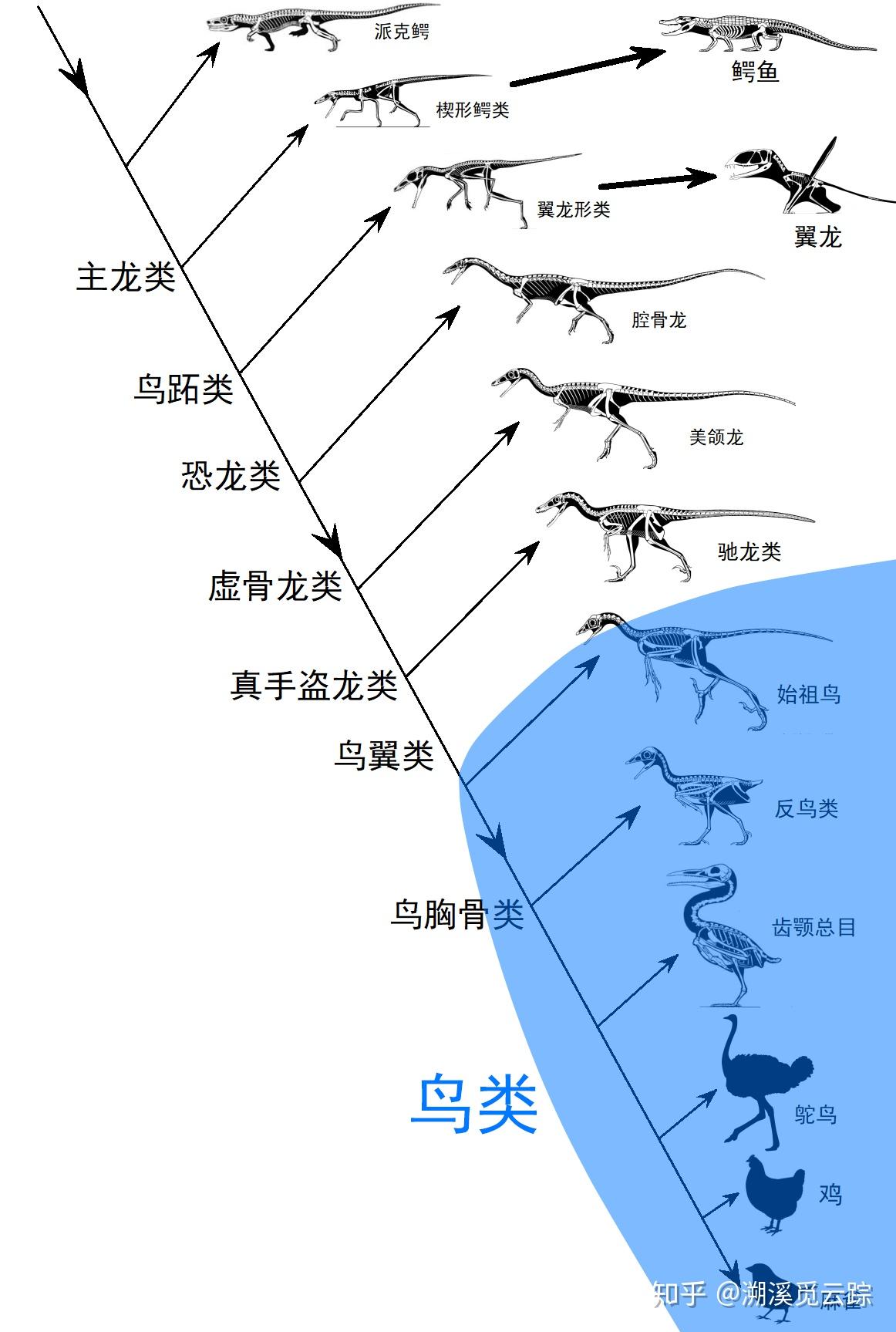 你不知道的知识之翼龙是属于鸟类吗?