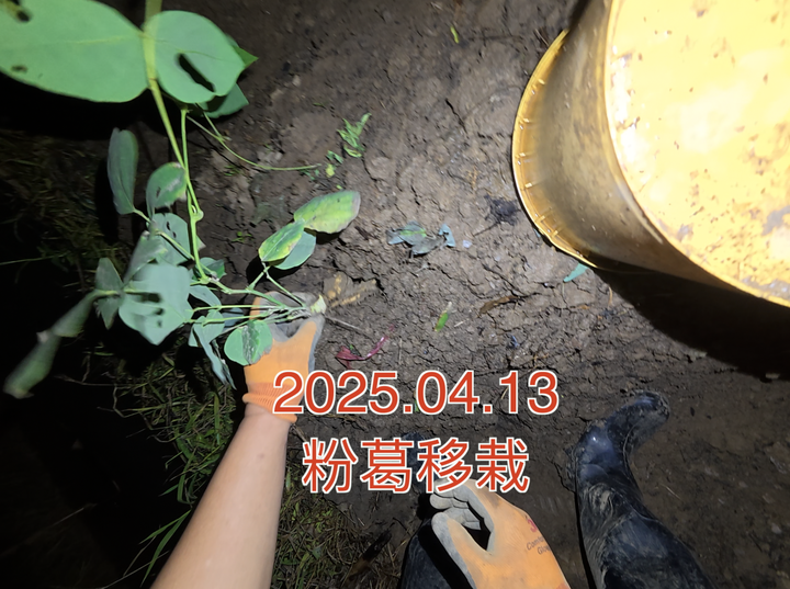 粉葛 夜兰花移栽 2025.04.13 - 知乎