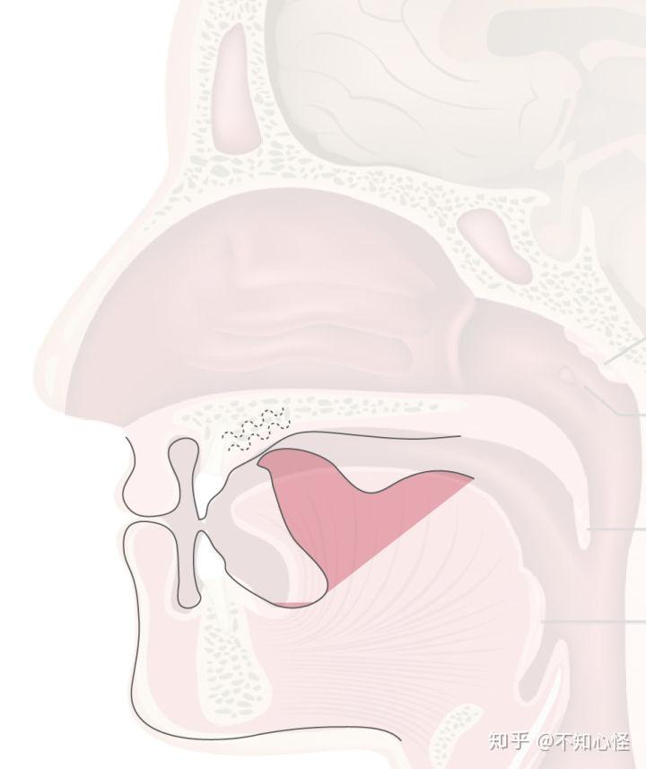 怎么发西班牙语大舌音啊