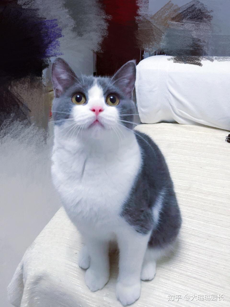 想养猫这只蓝白英短可以入吗?