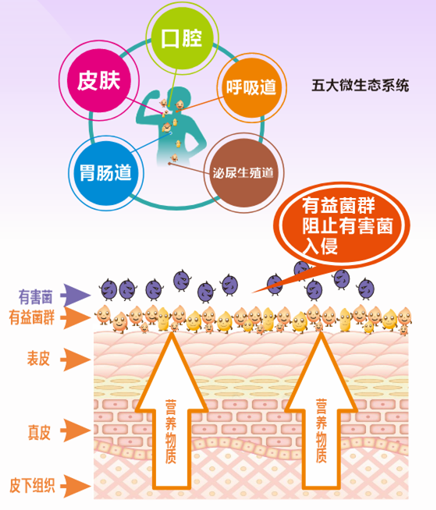 朊病毒在人体分布图片