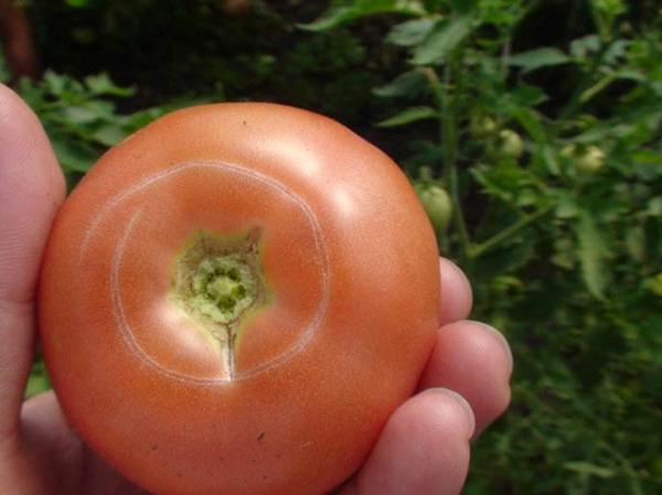西红柿缺素症图片图片