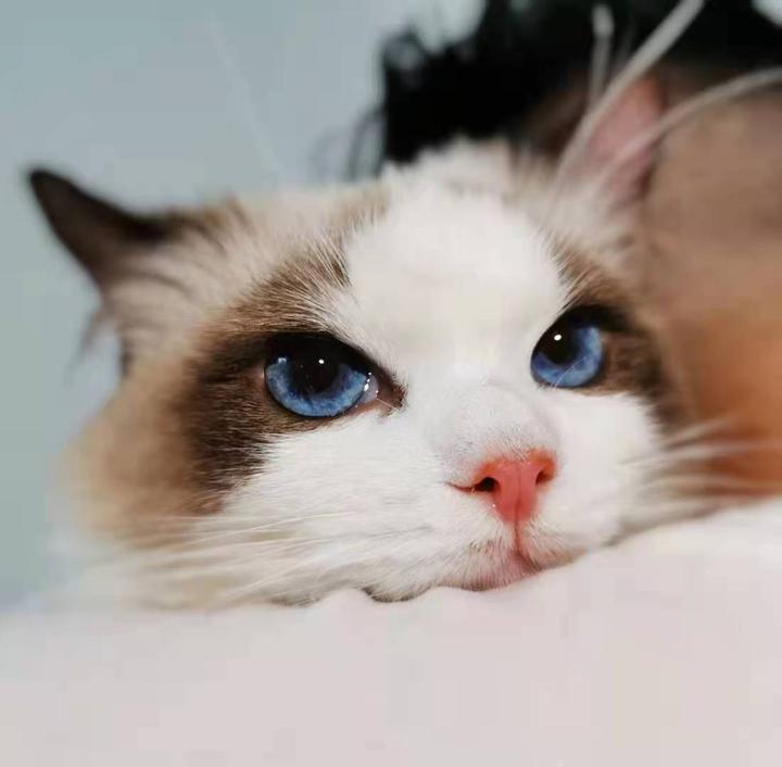怎样开猫舍(布局定位篇) - 知乎