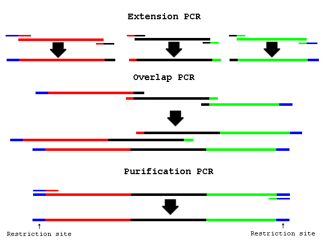 pcr扩增四次图示过程图片