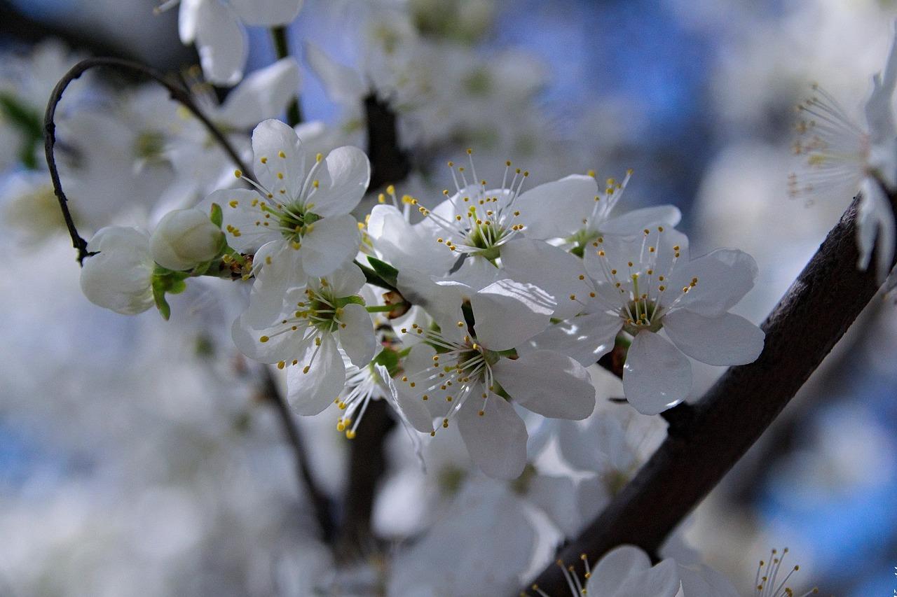 4. 缓苗期注意事项