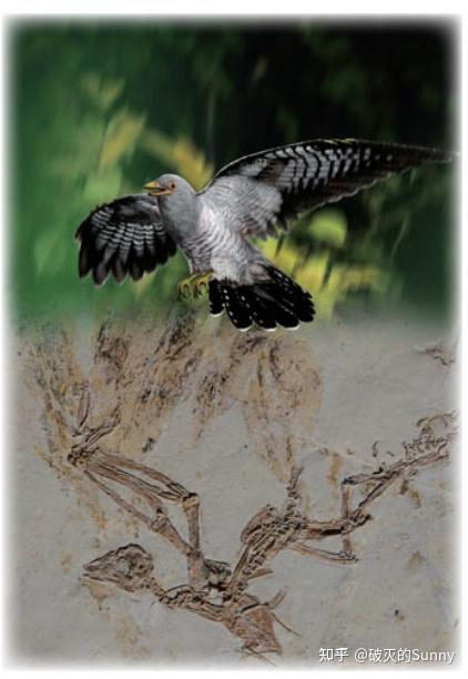 2 亿年前的鸟类命名为「雅尾鹓鶵」,如何理解这一发现? - 知乎